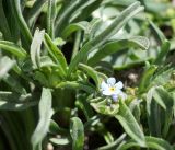 familia Boraginaceae. Молодой побег с цветком и бутонами. Кыргызстан, Нарынская обл., левый берег р. Нарын, окр. с. Таш-Башат, вахтовый пос. 29.04.2015.