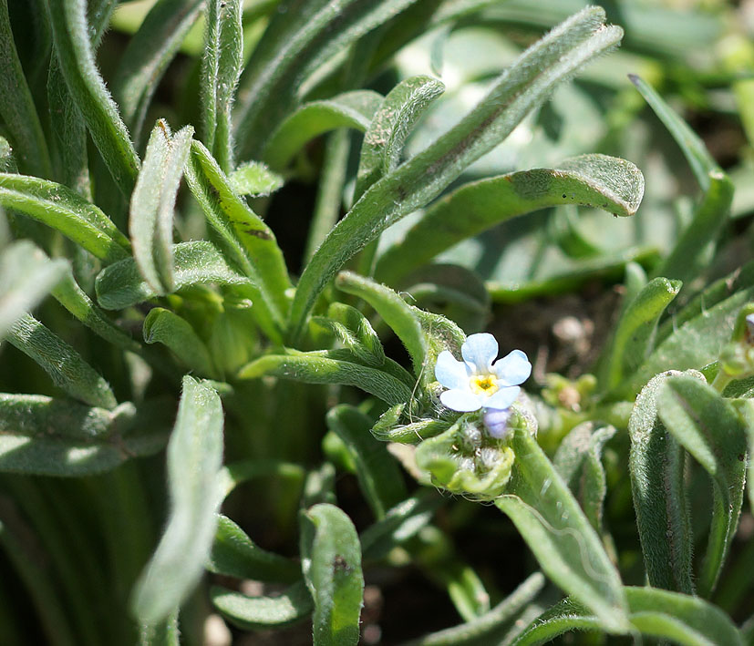 Image of familia Boraginaceae specimen.