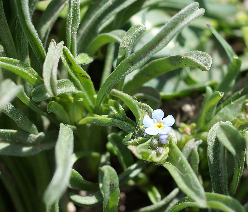 Изображение особи семейство Boraginaceae.