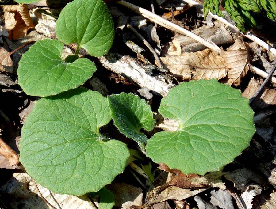 Изображение особи Doronicum orientale.