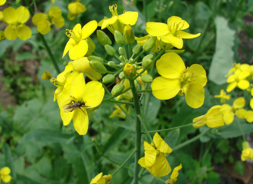 Изображение особи Brassica campestris.