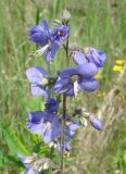 Polemonium caeruleum