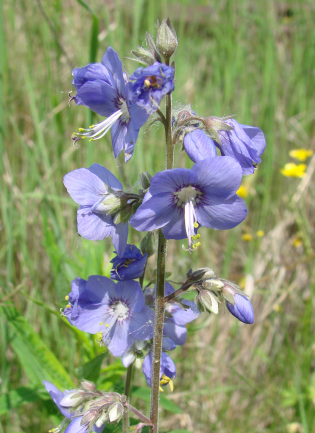 Image of Polemonium caeruleum specimen.