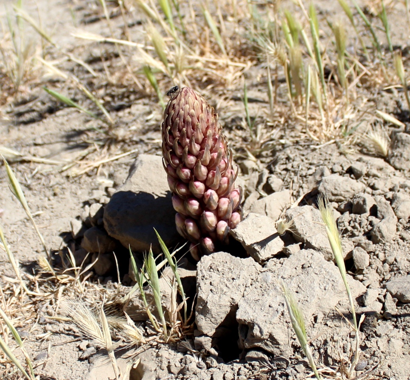 Image of genus Cistanche specimen.