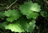 Petasites frigidus