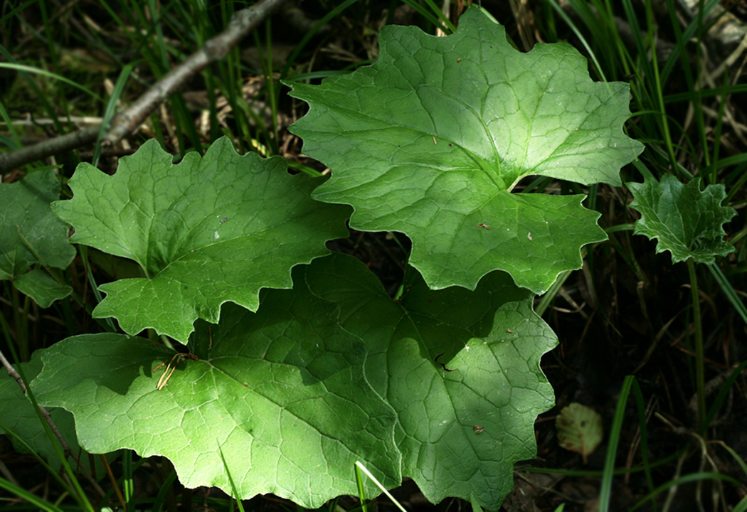 Изображение особи Petasites frigidus.