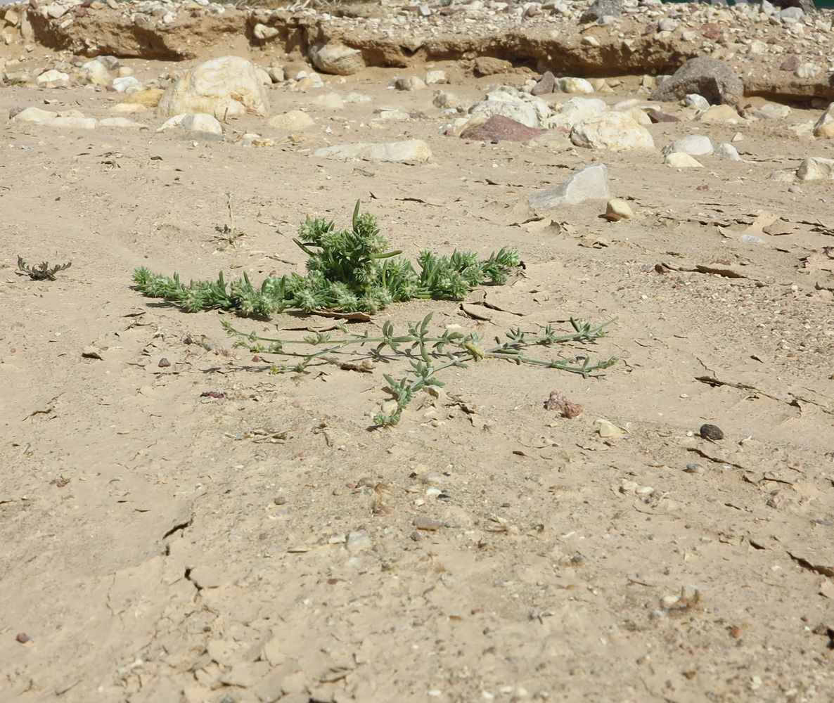 Image of Sclerocephalus arabicus specimen.