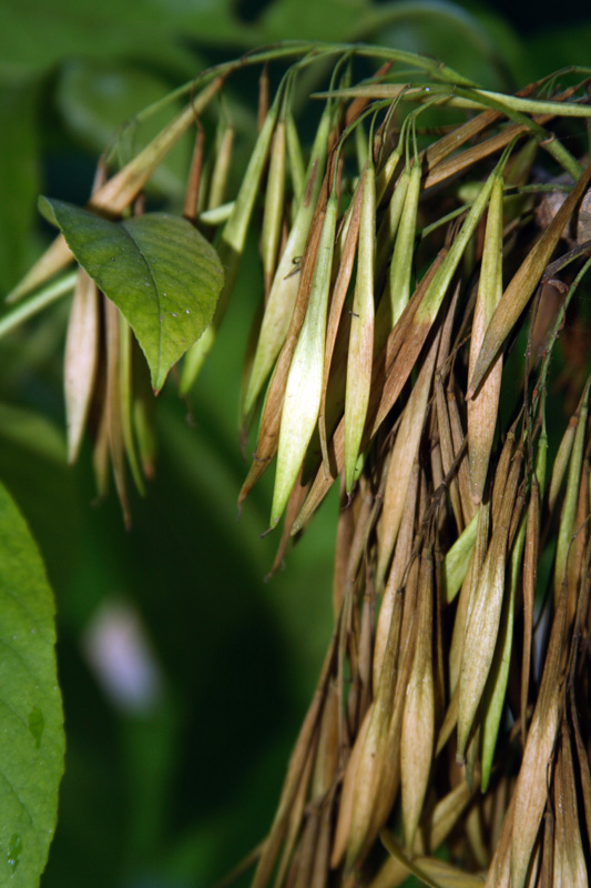 Изображение особи Fraxinus rhynchophylla.