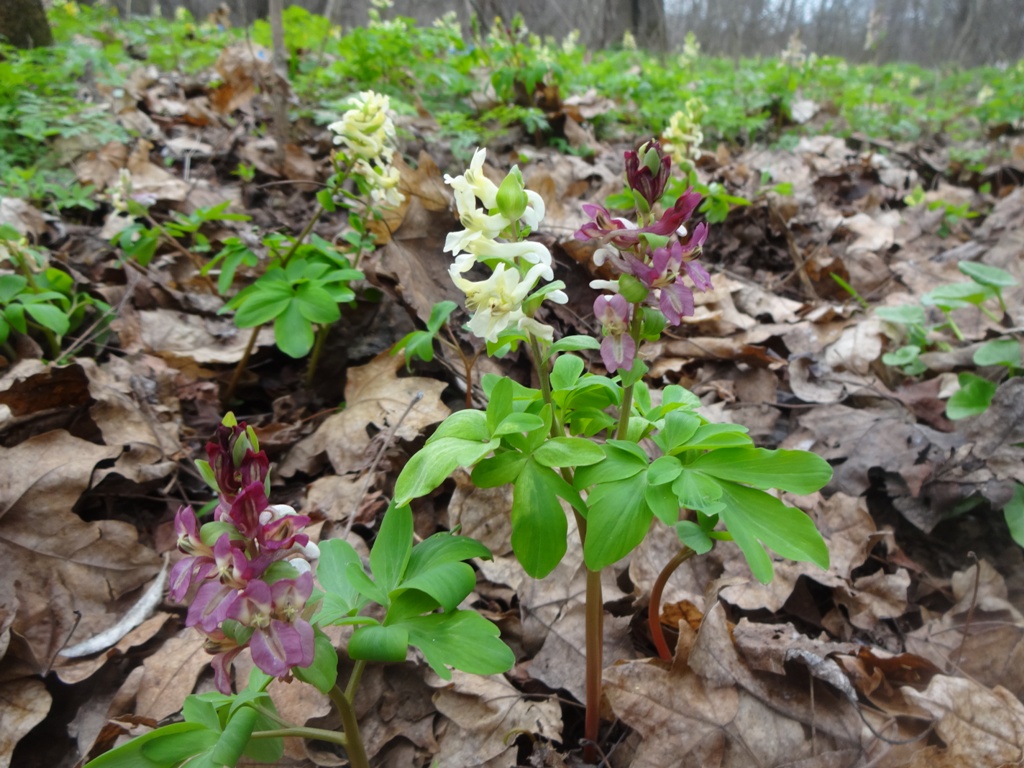 Изображение особи Corydalis marschalliana.