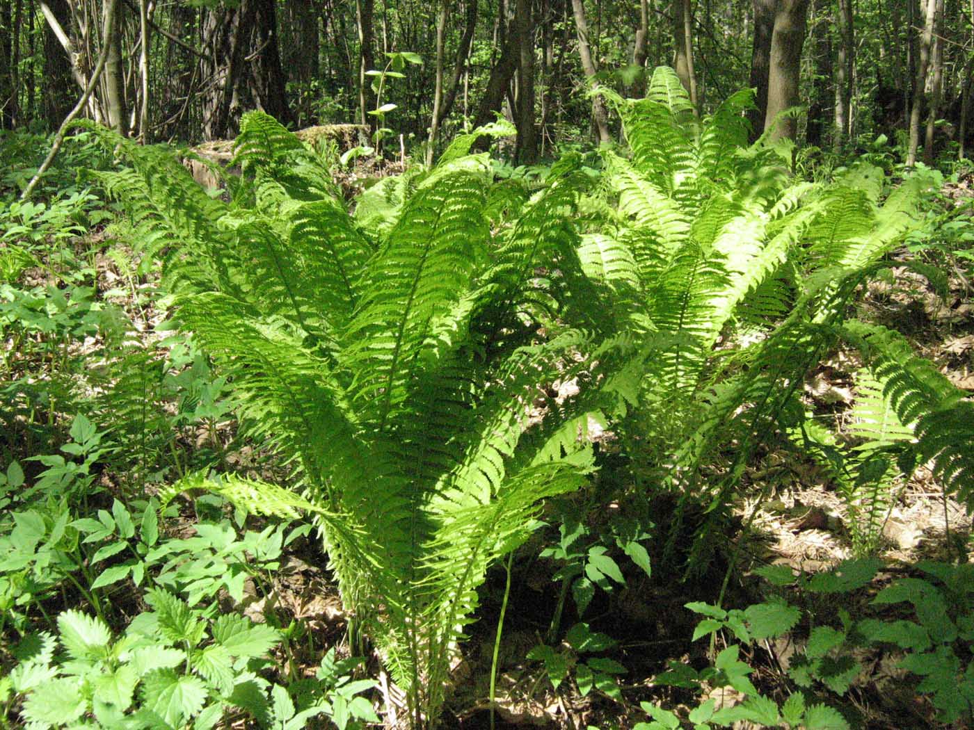 Image of Matteuccia struthiopteris specimen.