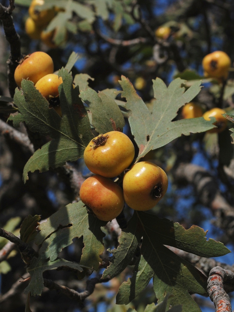 Изображение особи Crataegus pontica.