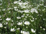 Cerastium bungeanum