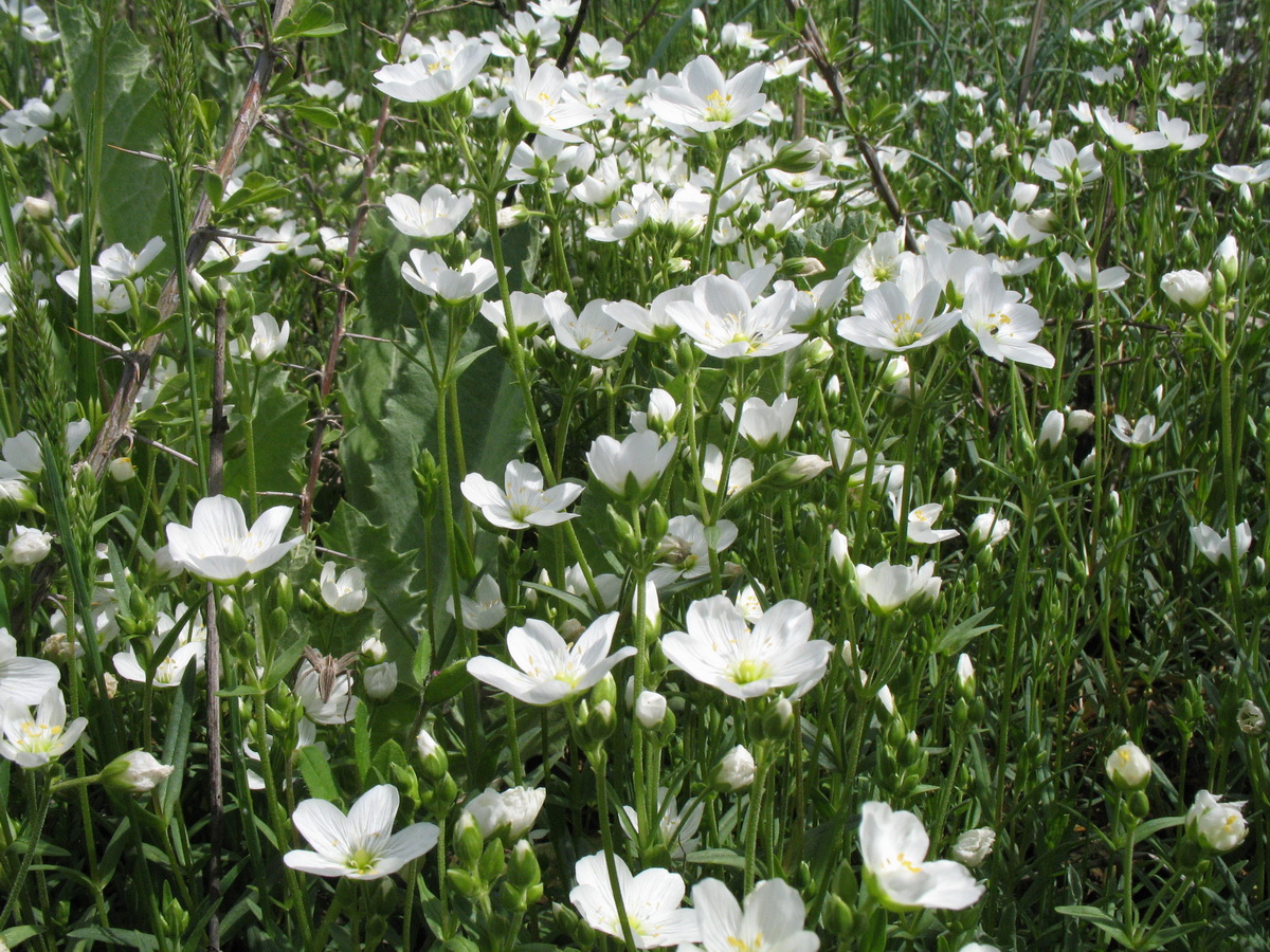 Изображение особи Cerastium bungeanum.