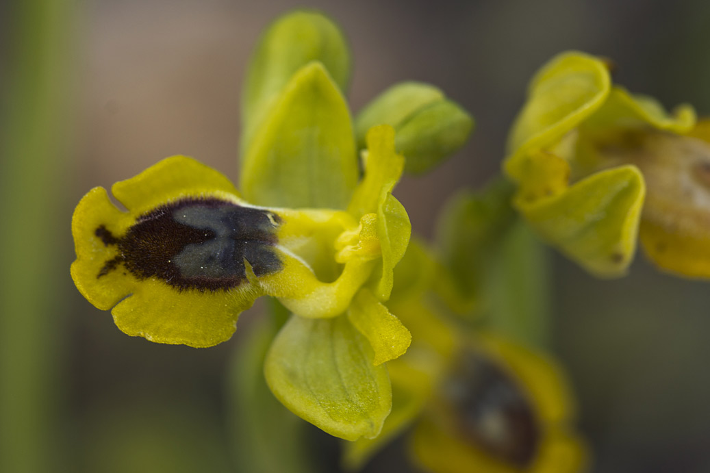 Изображение особи Ophrys lutea.