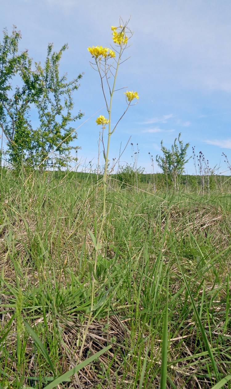 Image of Brassica campestris specimen.