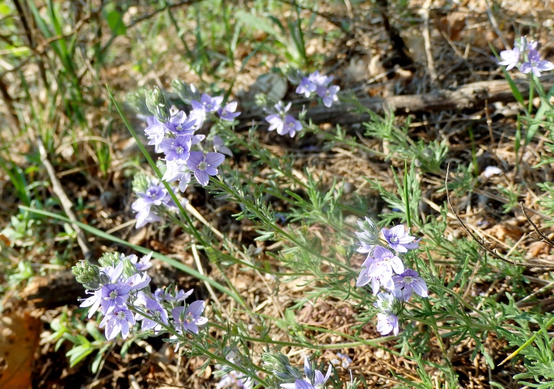 Изображение особи Veronica multifida.