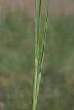 Stipa pontica