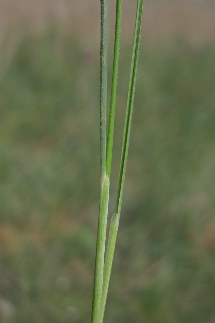 Изображение особи Stipa pontica.