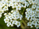 Viburnum lantana. Часть соцветия. Санкт-Петербург. 29 мая 2009 г.