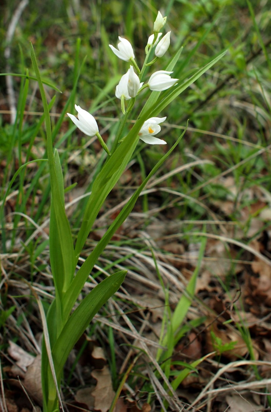 Image of Cephalanthera longifolia specimen.