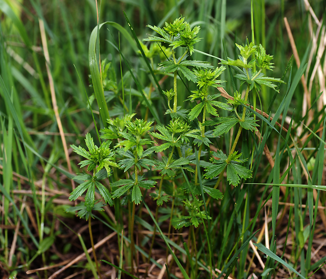 Image of Potentilla erecta specimen.