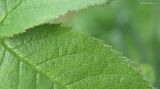genus Rosa. Край листа. Краснодарский край, Кущевский р-н, станица Шкуринская, огородная межа в переулке. 01.06.2016.