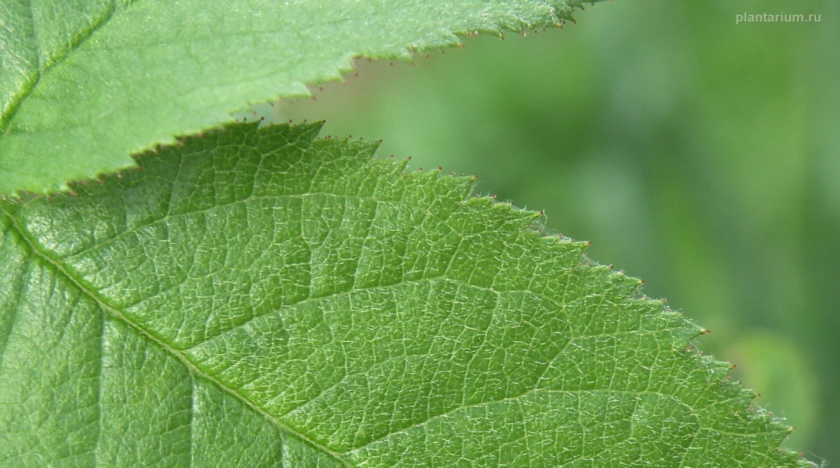 Image of genus Rosa specimen.