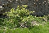 Sambucus racemosa. Цветущее взрослое растение. Псков, долина р. Пскова. 09.05.2016.