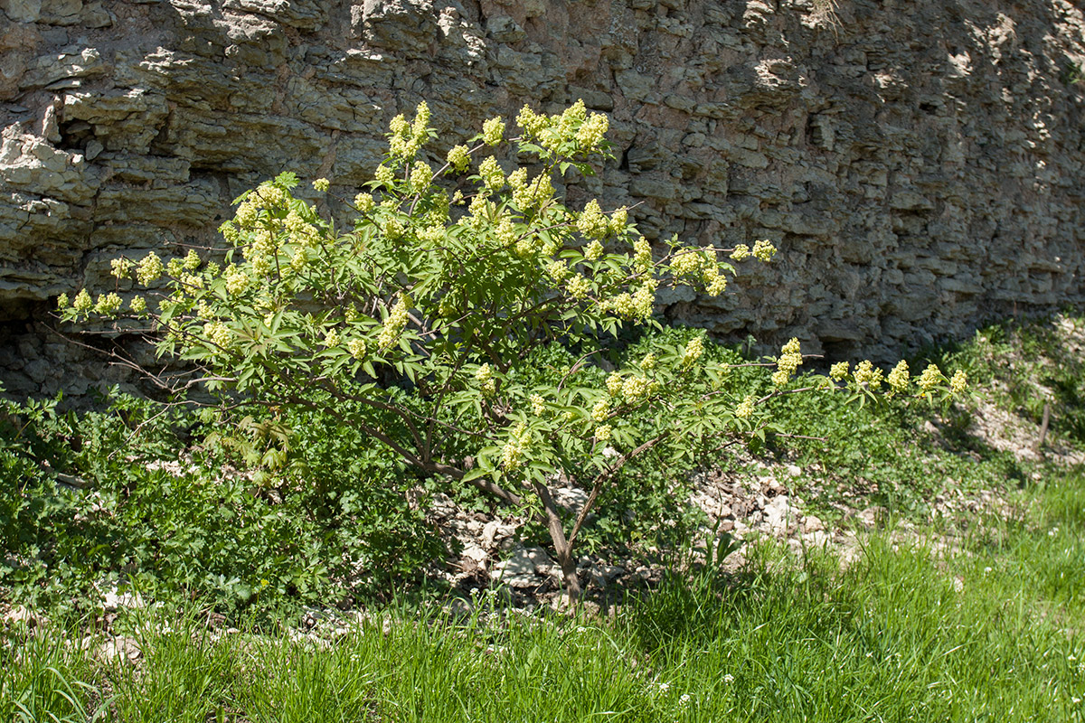 Изображение особи Sambucus racemosa.