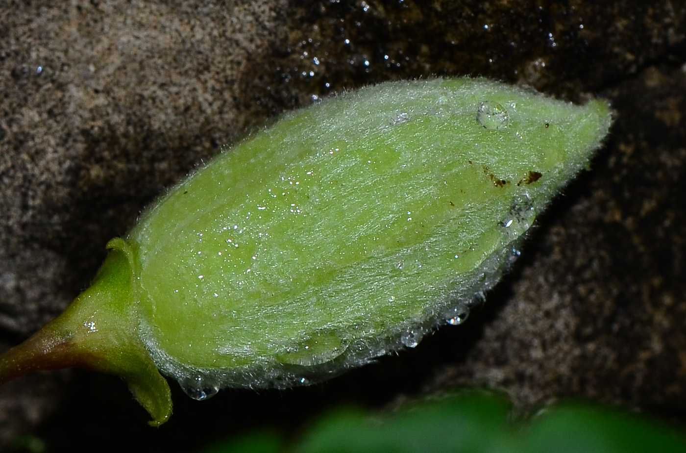 Image of Clematis cirrhosa specimen.