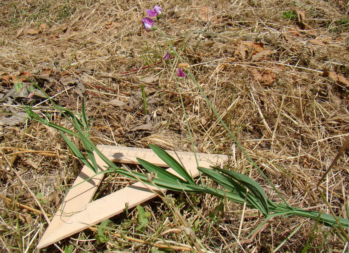 Image of Lathyrus hirsutus specimen.
