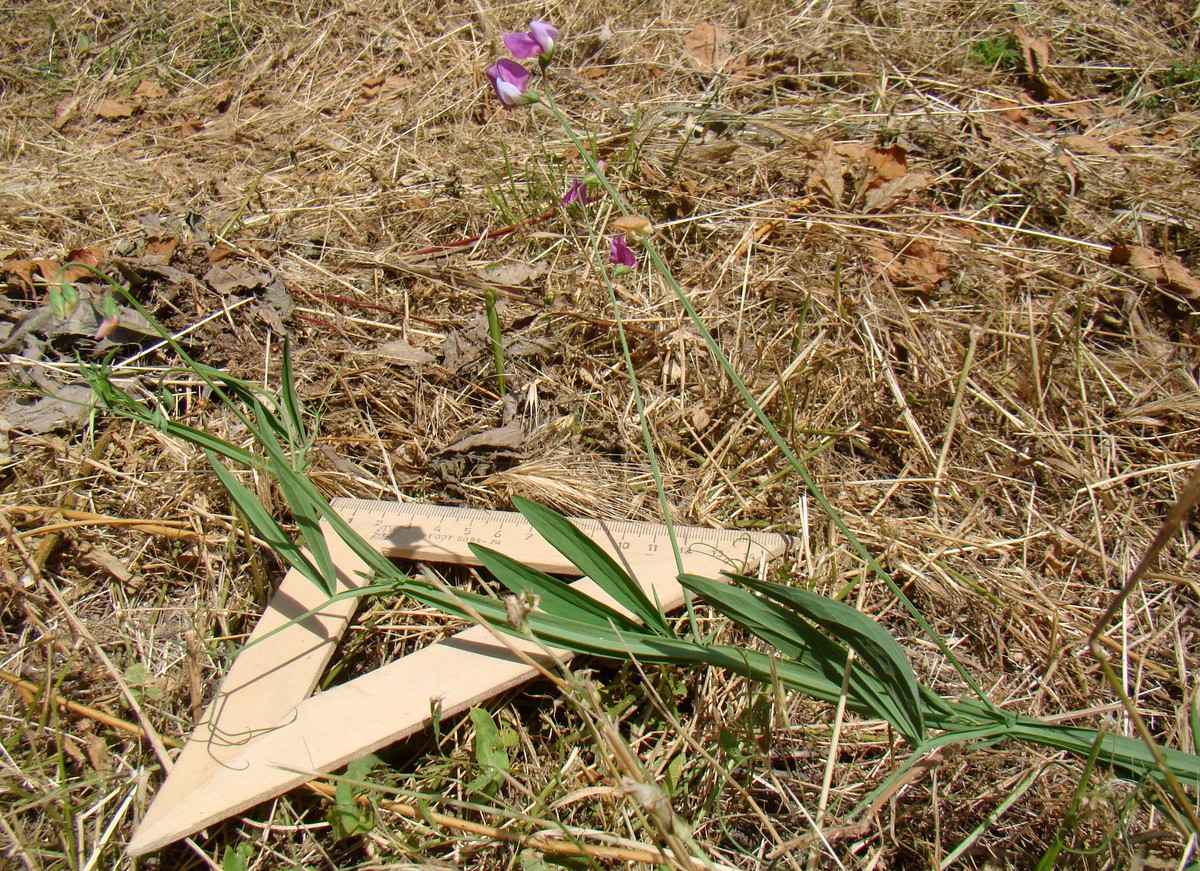 Изображение особи Lathyrus hirsutus.