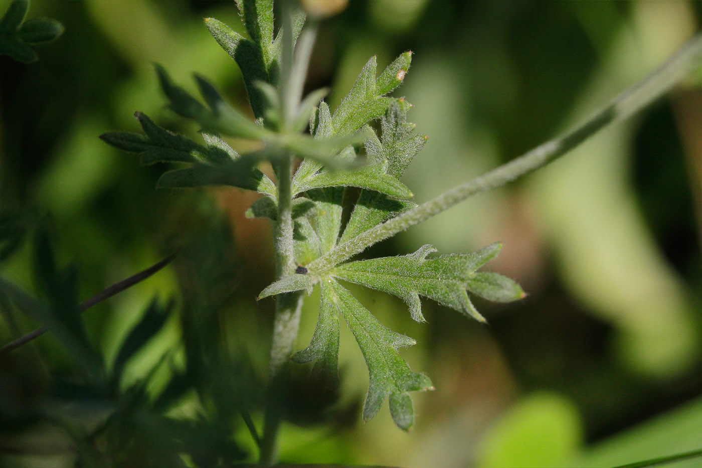 Изображение особи Potentilla argentea.