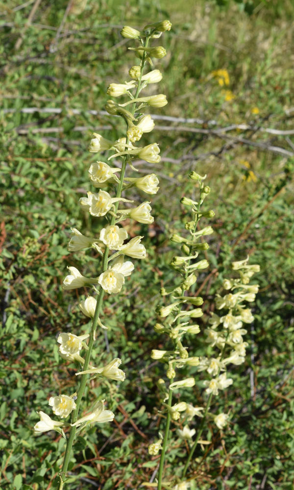 Image of Delphinium semibarbatum specimen.