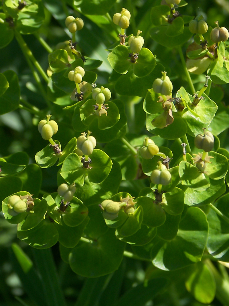 Image of Euphorbia virgata specimen.