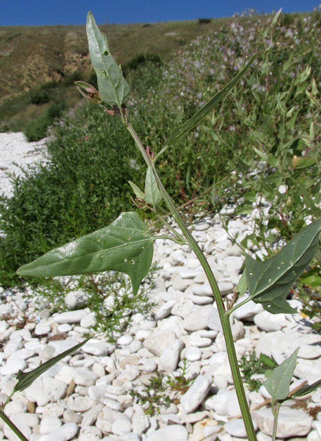 Image of Atriplex micrantha specimen.