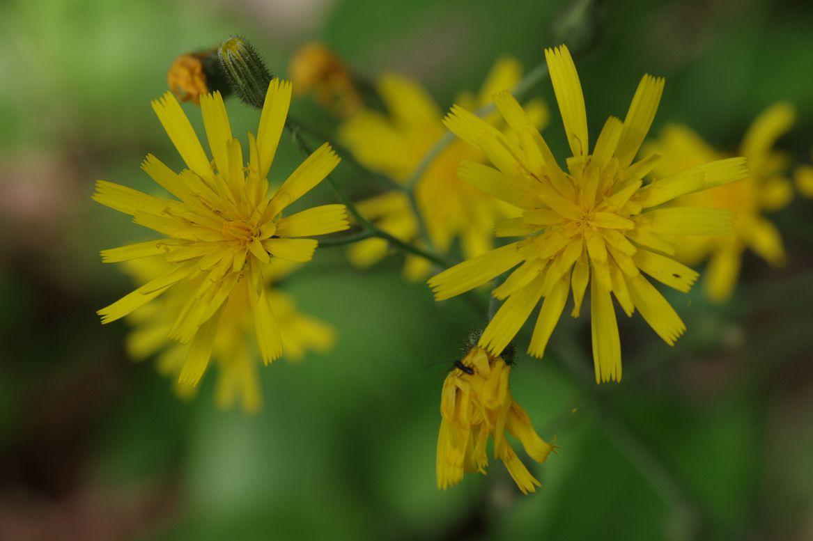 Изображение особи Hieracium koehleri.