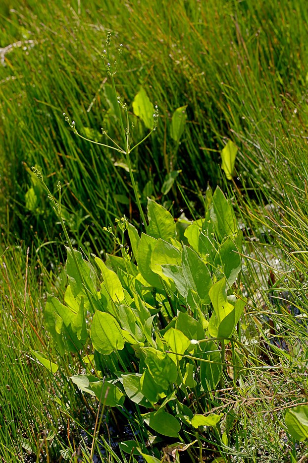 Изображение особи Alisma plantago-aquatica.