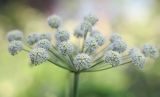 Angelica sylvestris