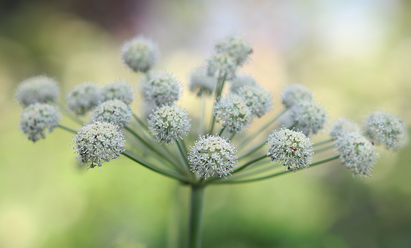 Изображение особи Angelica sylvestris.