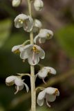 Pyrola rotundifolia