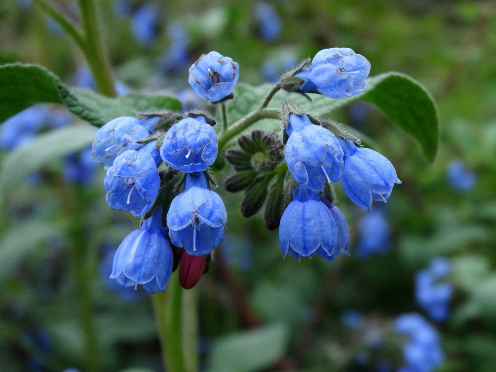 Изображение особи Symphytum caucasicum.