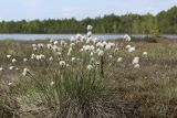 Eriophorum vaginatum. Плодоносящее растение. Пермский край, Краснокамский р-н, окр. ст. Шабуничи, болото на берегу торфяного озера. 23.05.2015.