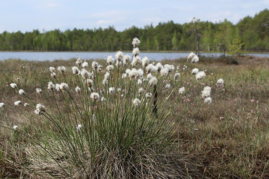 Изображение особи Eriophorum vaginatum.