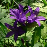 Campanula glomerata. Верхняя часть соцветия. Свердловская обл., окр. с. Курганово, Верхнемакаровское вдхр., разнотравная полянка в смешанном лесу. 11.07.2009.