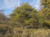 Crataegus pentagyna. Плодоносящее дерево. Краснодарский край, Крымский р-н, окр. хут. Гапоновского, гора Сагачёва (523), опушка широколиственного леса. 29.10.2016.