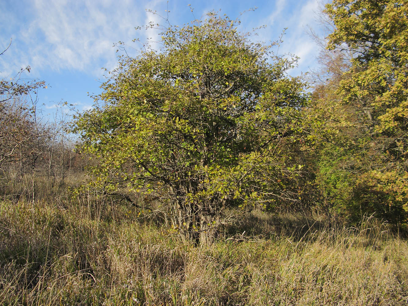 Изображение особи Crataegus pentagyna.