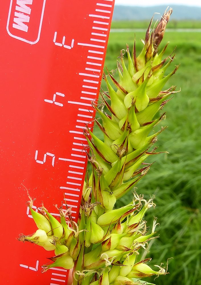 Image of Carex raddei specimen.