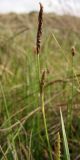 Carex distans. Верхушка побега с тычиночным и пестичными соцветиями. Нидерланды, провинция Friesland, о-в Schiermonnikoog, приморский луг. 24 мая 2010 г.