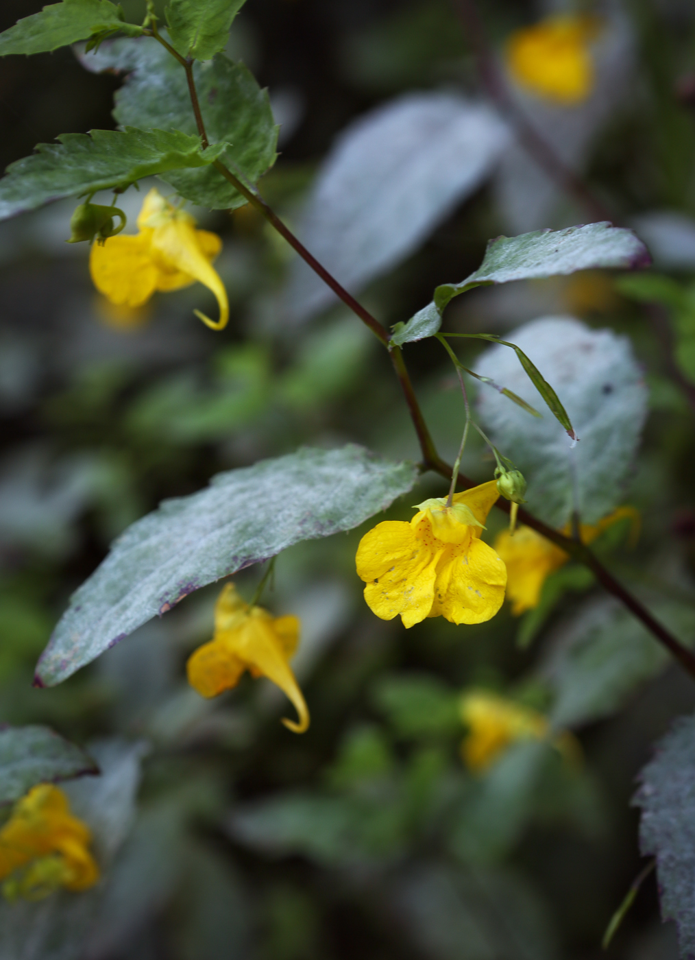 Изображение особи Impatiens noli-tangere.